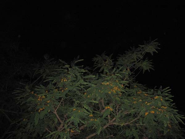 Orb-Bilder 2009 051
