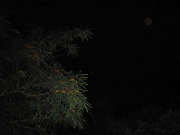 Orb-Bilder 2009 052